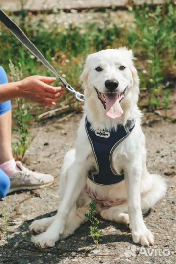 Щенки в дар