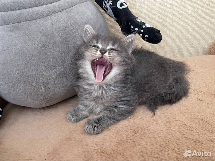 Котики в добрые руки