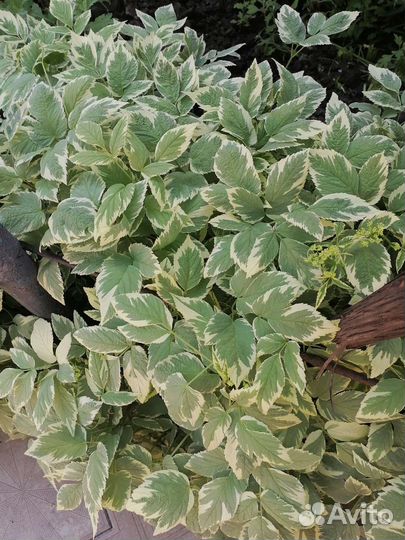 Садовые цветы многолетники