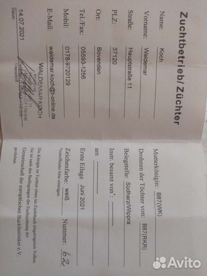 Матки, карника и бакфаст, пчелопакеты