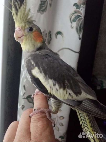 Попугай корелла мальчик