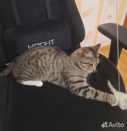Котик ищет дом