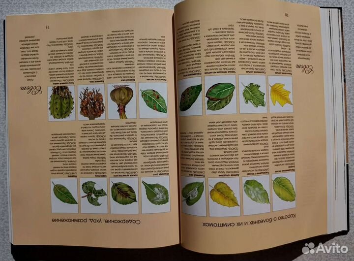 1000 Прекрасных растений в вашем доме