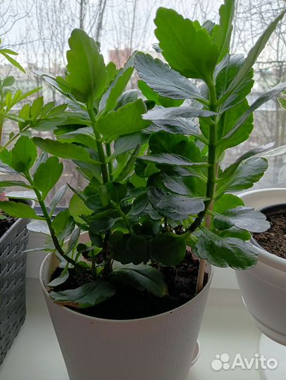 Домашние цветы