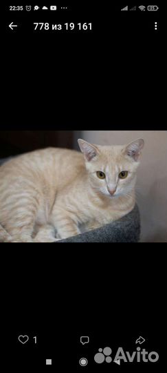 Прелестная грациозная Вивьен. Лесной приют