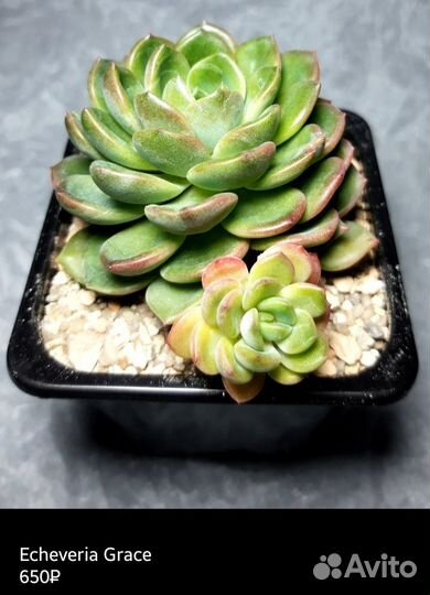 Суккуленты 3