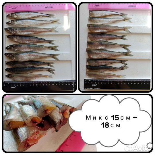 Корюшка С/М в вакуумной упаковке/ улов весна 2023