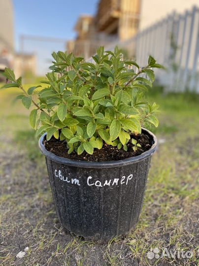 Гортензии Разнообразие сортов от 1 года до 4 лет