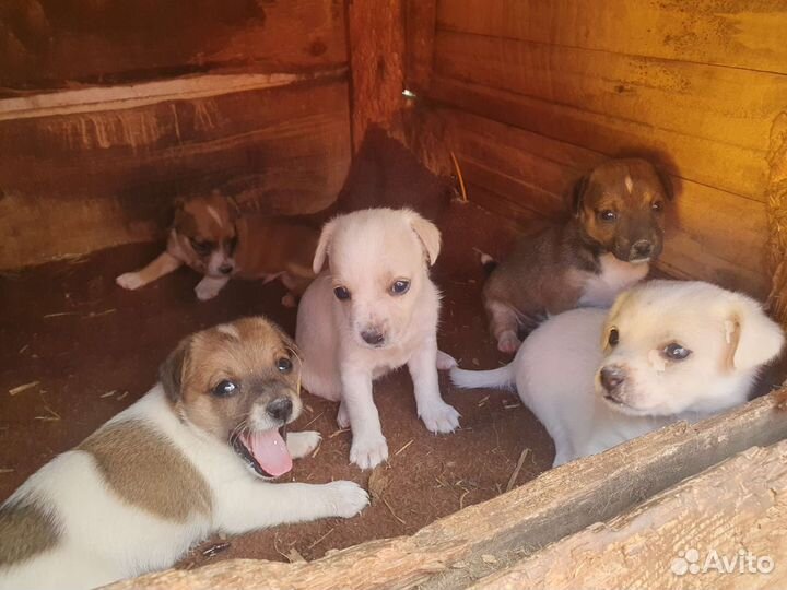 Щенята маленькой собачки