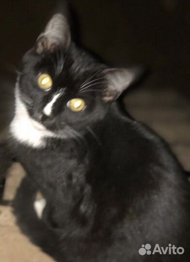 Красавец Мурзик в добрые руки