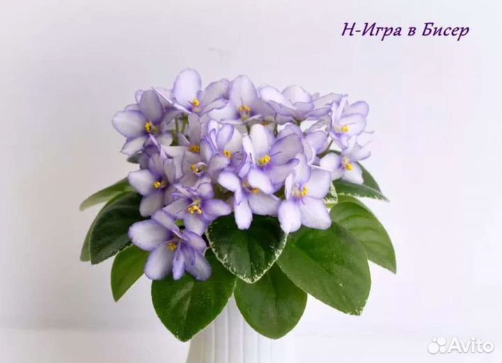 Фиалка мини