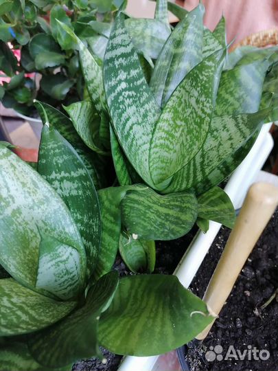 Комнатные растения Сансевьера