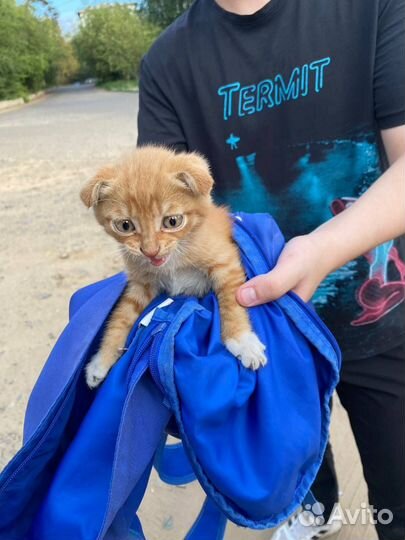 Британский вислоухаий котенок, 2 месяца. Мальчик