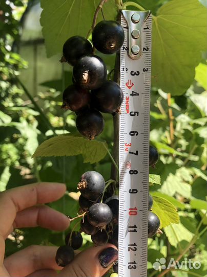 Ирга,клубника,малина,смородина