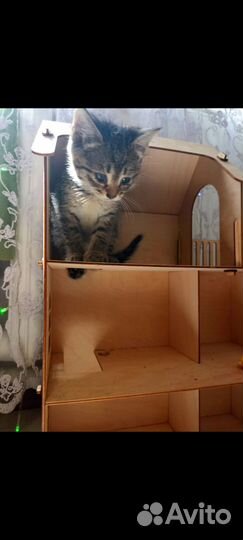 Отдам бесплатно