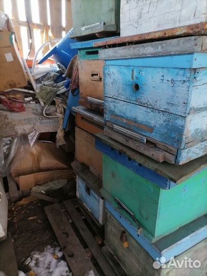 Продам пасику оптом или частями