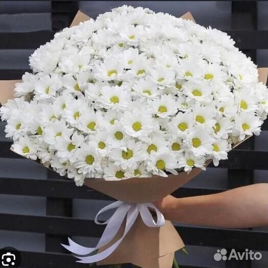 Белая Эквадорская Хризантема