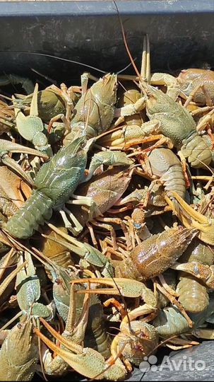 Живые раки оптом, микс 40-100гр в Челябинске