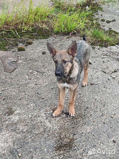 Собака щенок