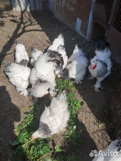 Брама колумбийская