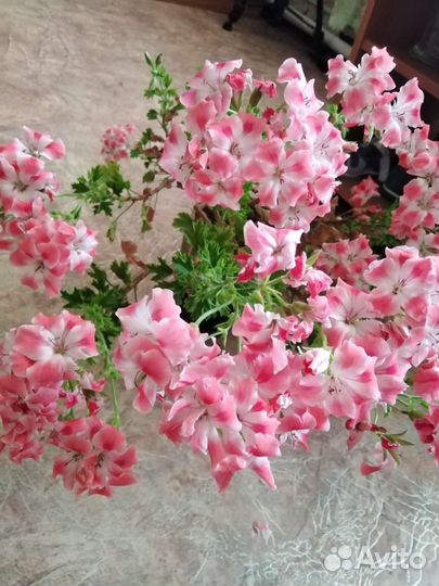 Пеларгония герань