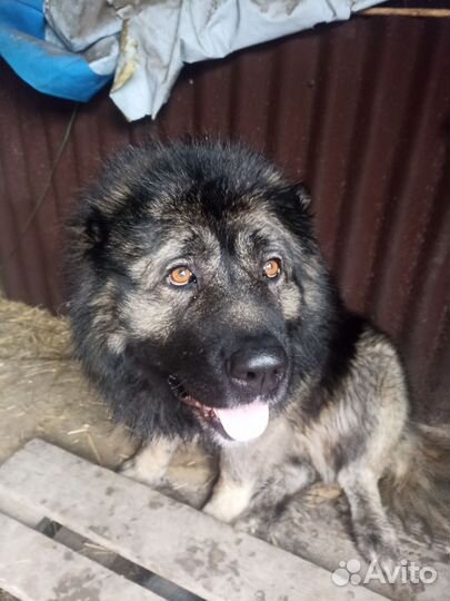 Вязка Кавказская овчарка кабель