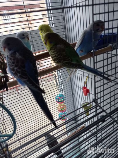 Волнистый попугай птенцы