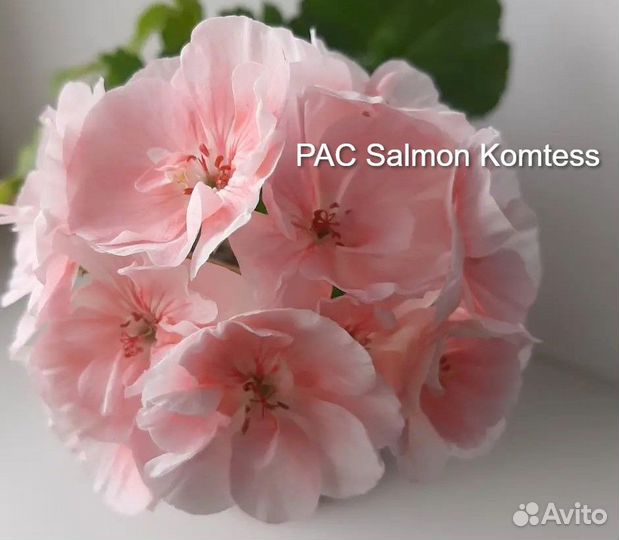 Пеларгония Achievement, Jägershus Börre и др