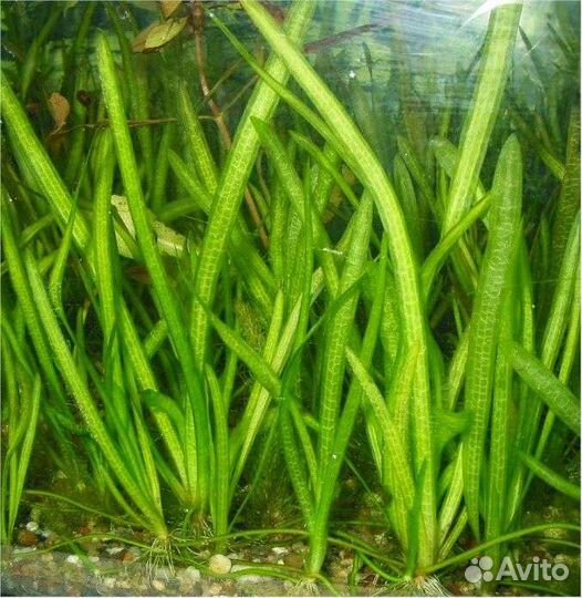 Криптокорина и валиснерия