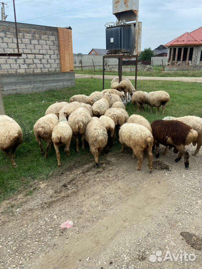 Овцы бараны