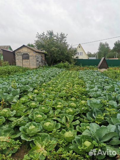 Капуста белокочанная