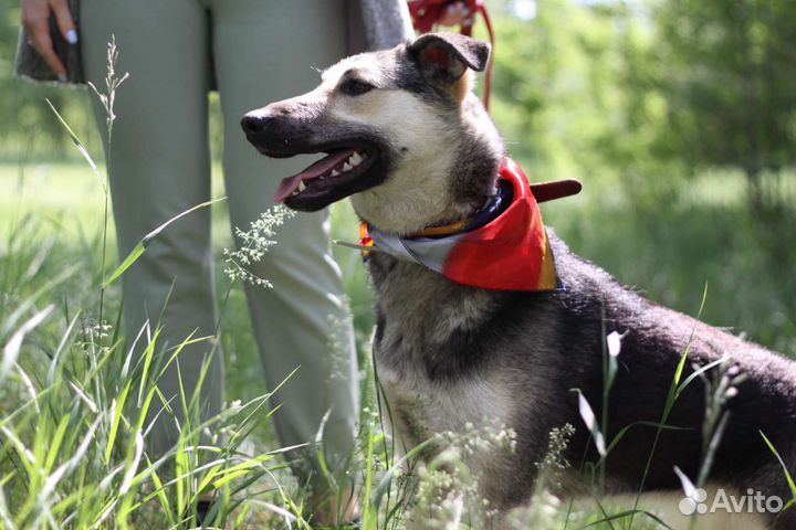 Молодая собачка Дженни ищет дом