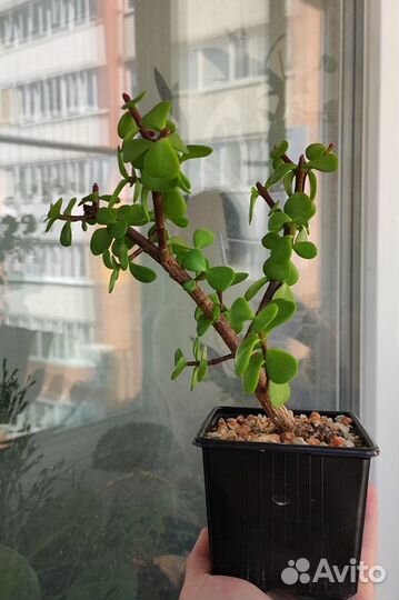 Портулакария афра бонсай (Portulacaria afra)