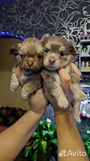 Щенки Чихуахуа