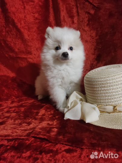 Померанский шпиц