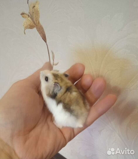 Джунгарские хомяки (клетки)