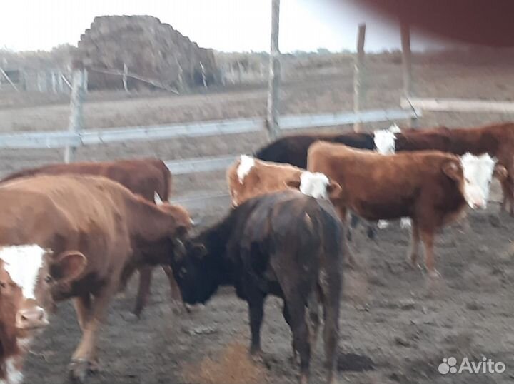 Бычки и быки