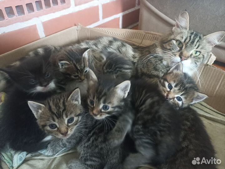 Котята метисы мама Мейн-кун