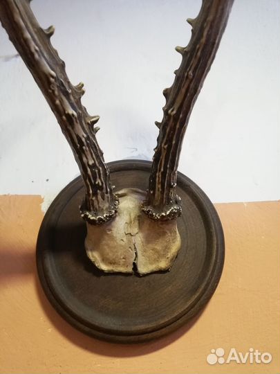 Рога косули на медальоне