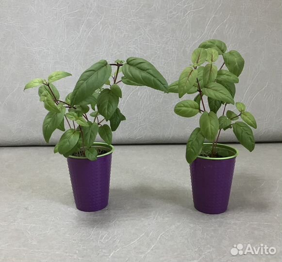 Фуксия сортовая Maxima