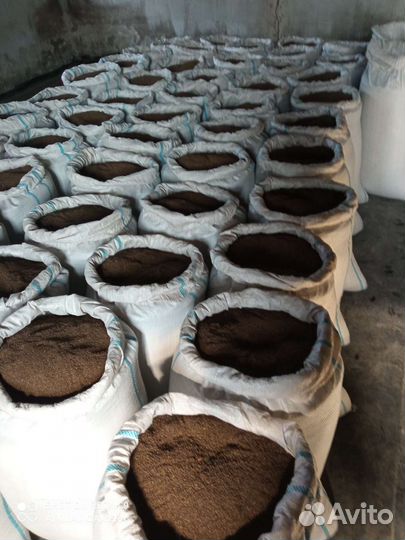 Семена фацелии