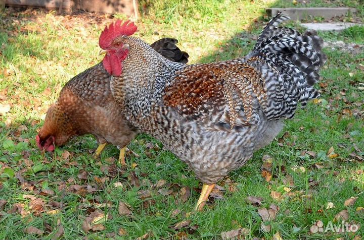 Инкубационное яйцо,цыплята,молодняк