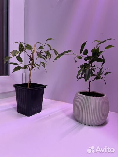 Фикус бенджамина