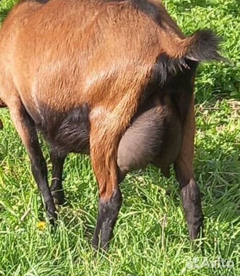 Коза чешская 100 процентная