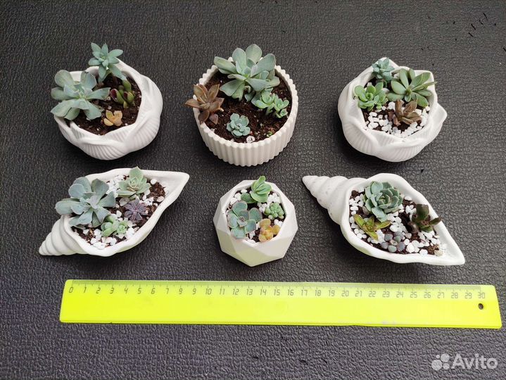 Флорариум суккуленты