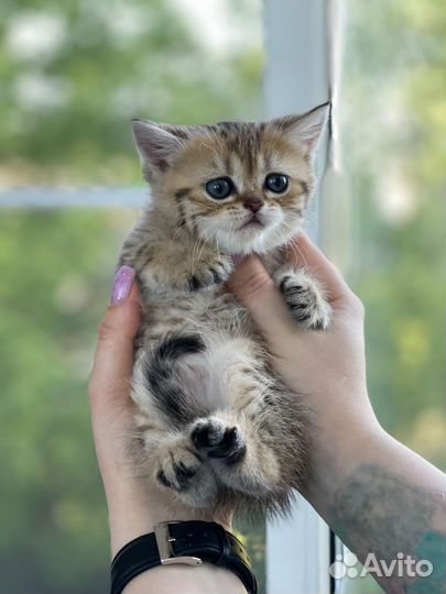 Шотландские котята