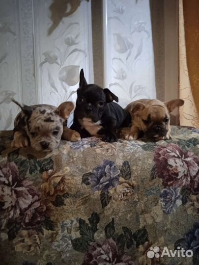 Французские бульдожки