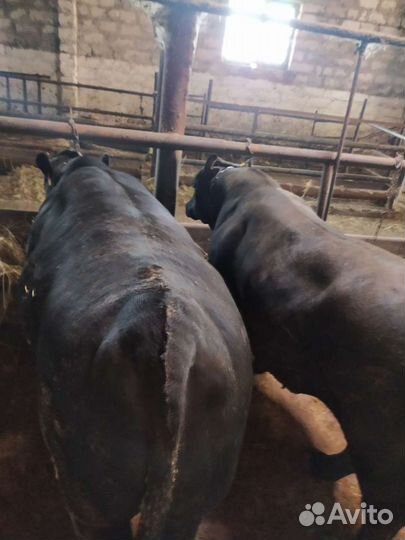 Быки Абердин-Ангус на племя и разведение,живой вес