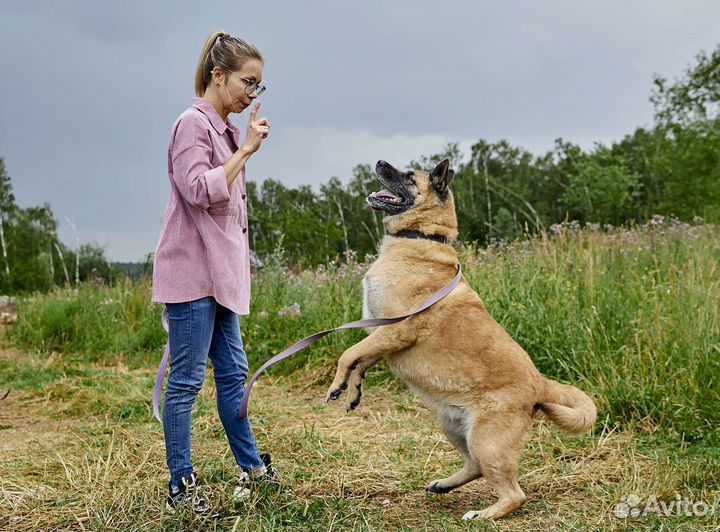 Айта, метис акиты