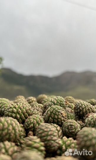 Варенье из сосновых шишек